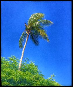 palm-tree1
